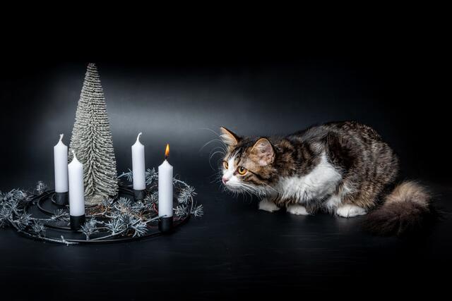 "Einen schönen ersten Adventsonntag" wünschte Reinhard Stemmer mit diesem Foto am 1. Dezember 2024. | Foto: Reinhard Stemmer