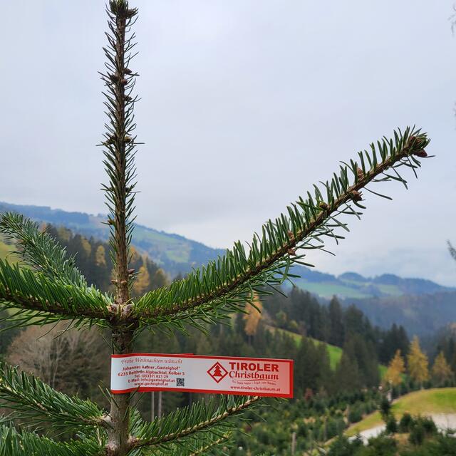 Rund 32.000 Bäume werden jährlich vermarktet. 25 Mitgliedsbetriebe zählt der Verein „Tiroler Christbaumproduzenten“. | Foto: LK Tirol