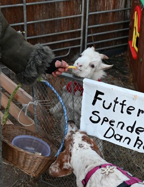 Petzi ist nicht wählerisch. Pommes! 