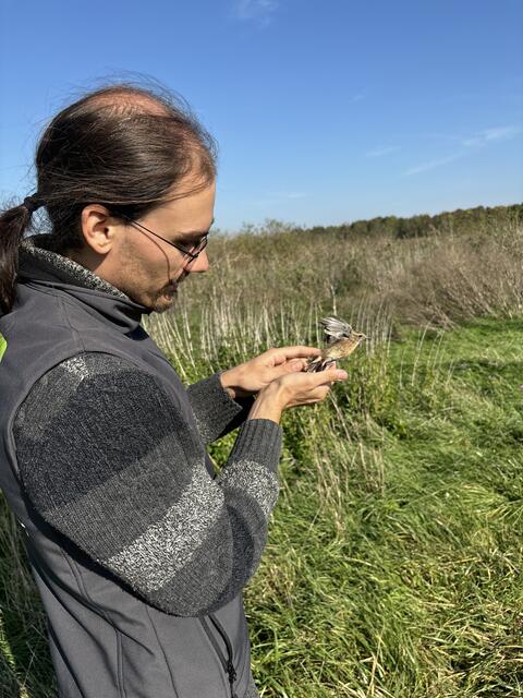 Der Leiter der Beringungsstation, Bernhard Paces, lässt den letzten beringten Vogel des Jahres 2024 frei. | Foto: Elisabeth Bendl
