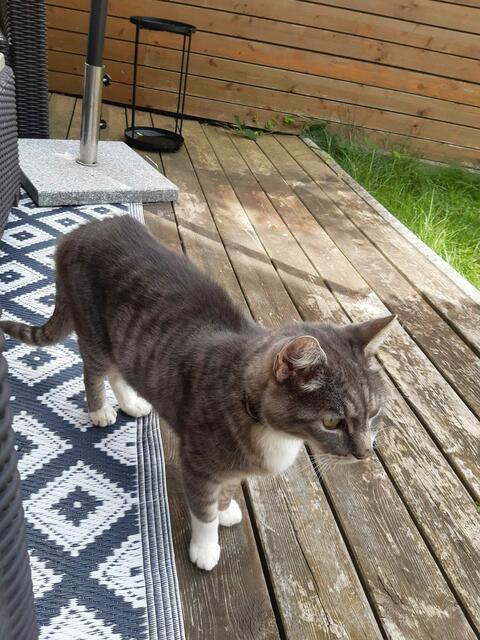 Kater Sammy ist wieder zu Hause. | Foto: privat