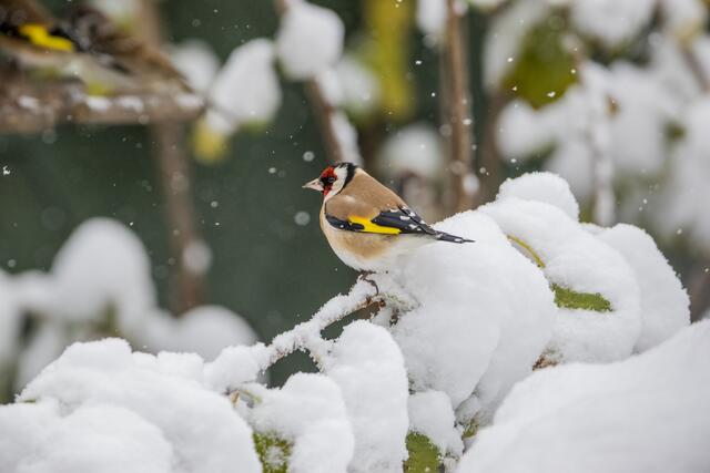 Wie viele Vögel werden dieses Jahr in den Gärten verweilen? Mach mit bei der größten Vogelzählung Österreichs von 4. bis 6. Jänner 2025. | Foto: BirdlLife Österreich/Sarah RЃhrn