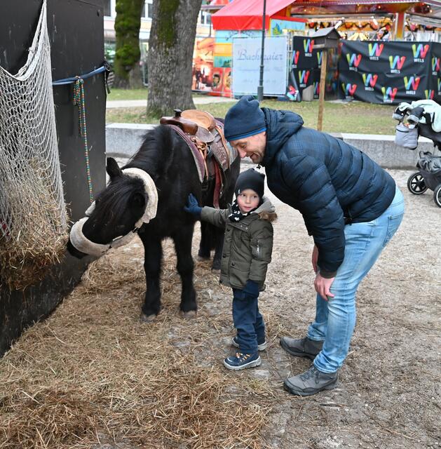 Pferde zum Streicheln
