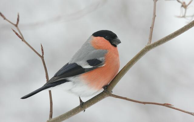 Auch Vogelfans, die noch wenig Erfahrung mit der Bestimmung von Vögeln haben, sind herzlich eingeladen, mitzuzählen.  | Foto: BirdlLife Österreich/Thomas Hochebner