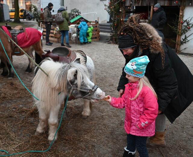 Auch Ponys lieben Brot. 