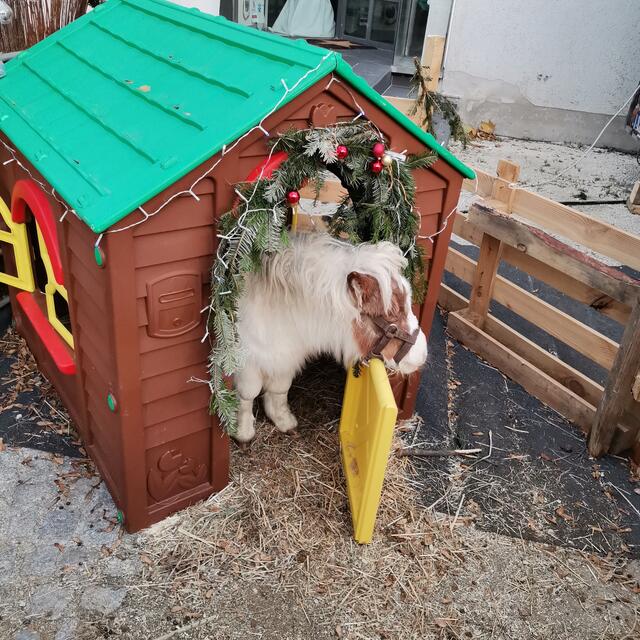 Sepperl - Streicheltiere