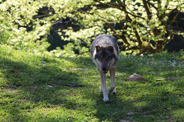 Eine besondere Begegnung hatte Regionautin Tina Seifried im April 2024: Ein Wolf kam ihr vor die Linse – im Tierpark.  | Foto: Tina Seifried