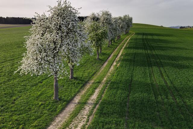 "Birnbäume in voller Blüte" ließ Regionaut Franz Kinzlbauer auf diesem Bild im April 2024 so richtig zur Geltung kommen. | Foto: Kinzlbauer Franz