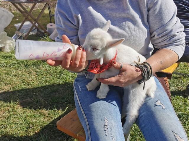 Pezi wurde mit dem Flascherl aufgezogen. Streicheltiere. 
