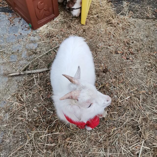Streicheltiere - Ziegenbock