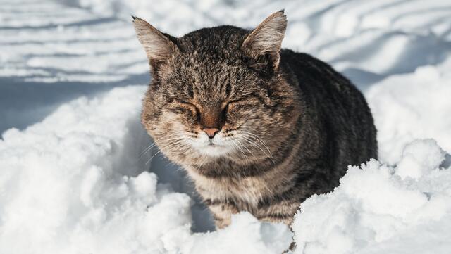 Tausende Tiere im ganzen Land brauchen Hilfe. | Foto: Stiftung COMÚN