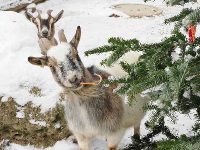 Auch den Zwergziegen schmeckt das Grün.
Foto: Angie Köppl