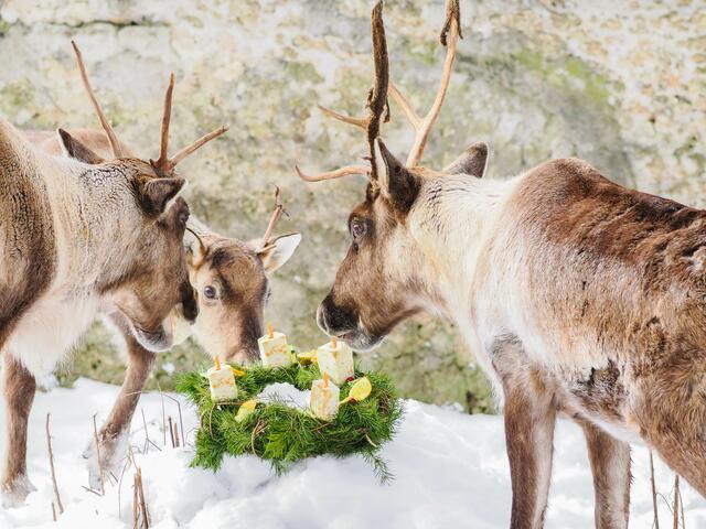 Den Rentieren schmeckt der Adventkranz.
Foto: Angie Köppl