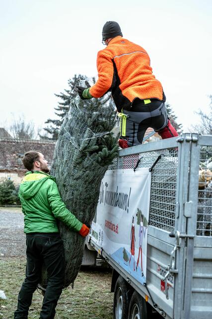 Mehrere tausend Bäume werden an den zwölf Verkaufsstellen im Nord- und Mittelburgenland abgesetzt. | Foto: Lisa Schulcz