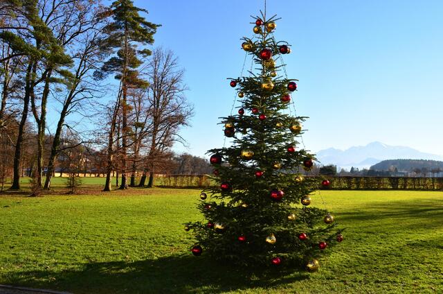 Weihnachten im Grünen. Dieses Szenario ist, wie die Wetterdaten zeigen, wohl auch heuer am wahrscheinlichsten. Einzelne Kälteeinbrüche sind aber nicht auszuschließen. | Foto: Silvia Jörg