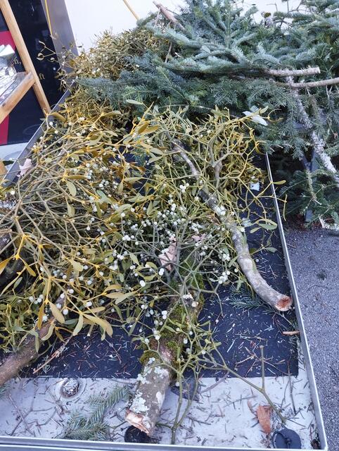 Das Glück unterm Mistelzweig | Foto: Veronika Frank