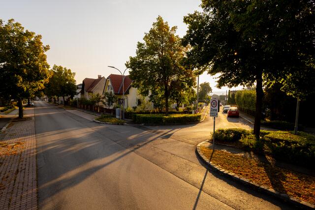 Straßenbäume | Foto: Gemeinde Zeiselmauer