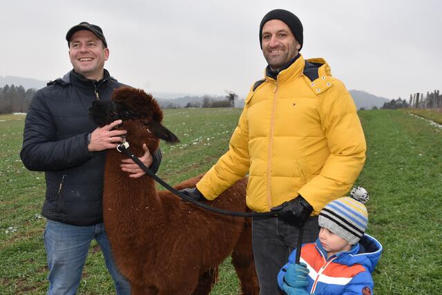 Weihnachtszauber bei den Oberstein Alpacas 2024 in St. Thomas am Blasenstein. | Foto: Robert Zinterhof