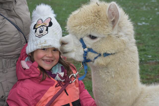 Weihnachtszauber bei den Oberstein Alpacas 2024 in St. Thomas am Blasenstein. | Foto: Robert Zinterhof