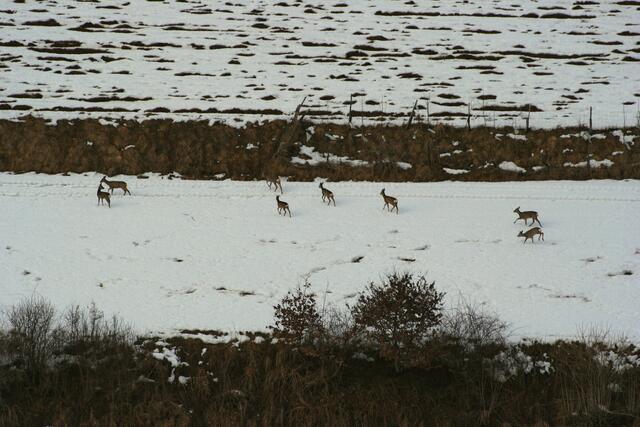 Schon vor der Silvesternacht werden bereits Böller gezündet und schrecken Wildtiere – hier ein Winterrudel Rehe – auf. Belastungen bei Tier und Lebensraum sind die Folge.  | Foto: OÖLJV/Böck