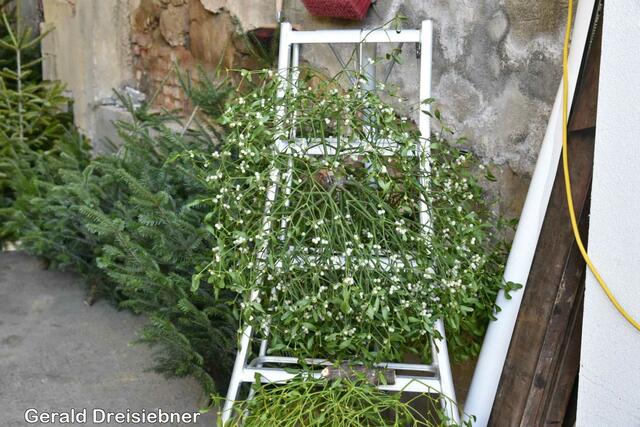 Foto: Gerald Dreisiebner