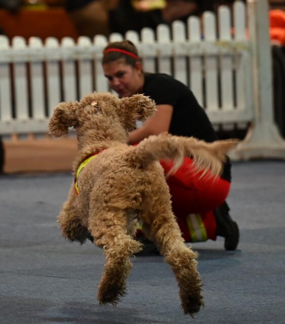 Wie ein Teddybär???