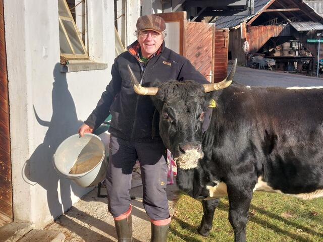 Ein wahrer Star am Pichlerhof: Tuxerkuh Dorli wird 17 – Thomas Huber sorgt persönlich für die Geburtstags-Sonderration. | Foto: Christian Moser