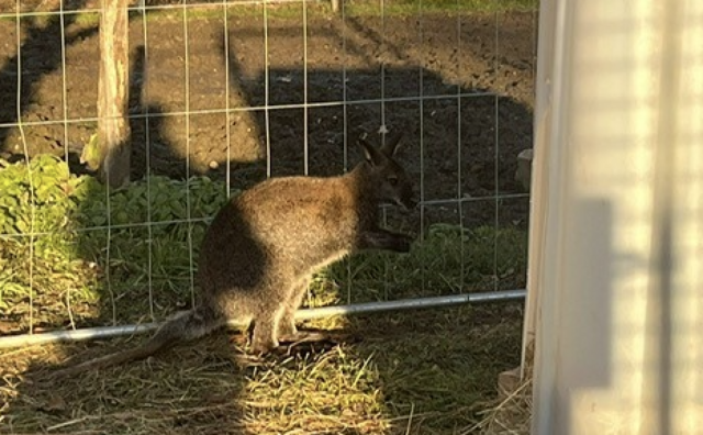 Das Känguru "Mirko" wurde am Stausee das erste Mal gesehen. | Foto: zVg