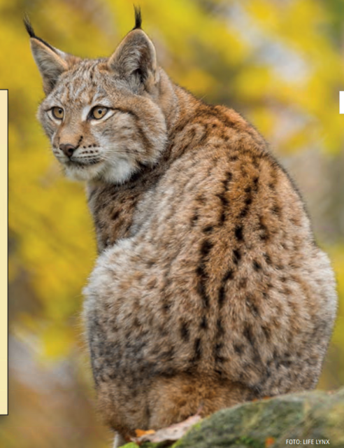 Der Luchs ist ein nachtaktiver Einzelgänger, der territorial lebt.  | Foto: Life Lyn