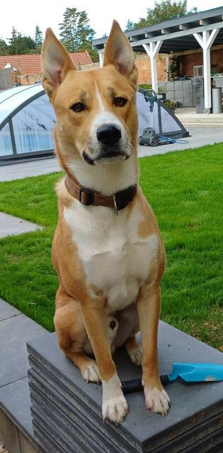 Rüde HERKULES
Der Husky-Staff-Mischling ist im 11/21 geboren und in den meisten Fällen gut mit anderen Hunden verträglich.
Er mag aber keine Katzen, keine Hühner und auch keine Hasen.
Herkules ist bei ruhigen Begegnungen sehr menschfreundlich, aber Radfahrer und Jogger verunsichern ihn.
Er beherrscht die Grundkommandos und ist gut abrufbar.
Er hat einen überaus ausgeprägten Jagdinstinkt und bedarf eines standfesten und erfahrenen Hundehalters.
Herkules ist sehr lernfähig und möchte gerne arbeiten.
Kontakt: 0664/8310088
Herkules ist nicht in unserer Obhut, wir helfen nur bei der Platzsuche | Foto: Pfotenhilfe Tulln