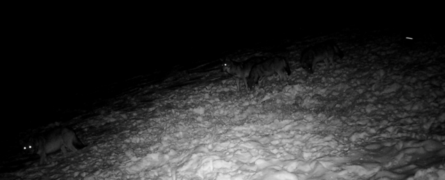Aufnahme aus einer Wildtierkamera: Ein Wolfsrudel wurde im im Gebiet von Pohorje bestätigt. | Foto: Steirische Landesjägerschaft