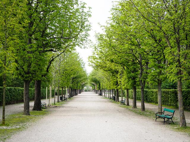 In Wien sind derzeit der Augarten, Burggarten und der Schlosspark Schönbrunn wegen einer Sturmwarnung gesperrt. | Foto: Martin Jordan