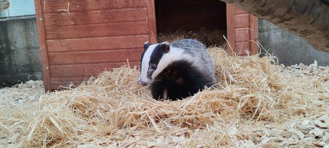 Diese süße Dachsdame wurde vor einem schweren Schicksal auf der Straße gerettet. Sie ist stark beeinträchtigt. | Foto: Tierschutz Austria