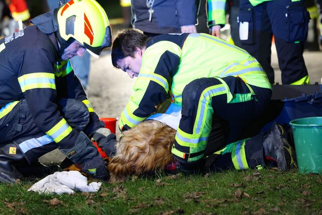 Tierhelfer und Feuerwehr konnten einen Hund aus einer Jauchegrube in Steinerkirchen an der Traun retten - der drohte zu ertrinken. | Foto: laumat.at