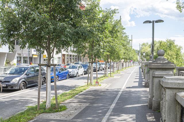 Im Jahr 2024 wurden seitens der Stadt Graz 614 Bäume neu gepflanzt, außerdem fanden 300 Ersatzpflanzungen statt.  | Foto: Stadt Graz/Foto Fischer