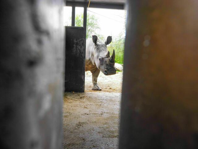 Für ein Nashorn hieß es 2024 Abschied nehmen: Die junge Nashornkuh Taika zog nach Spanien um. | Foto: Zoo Salzburg