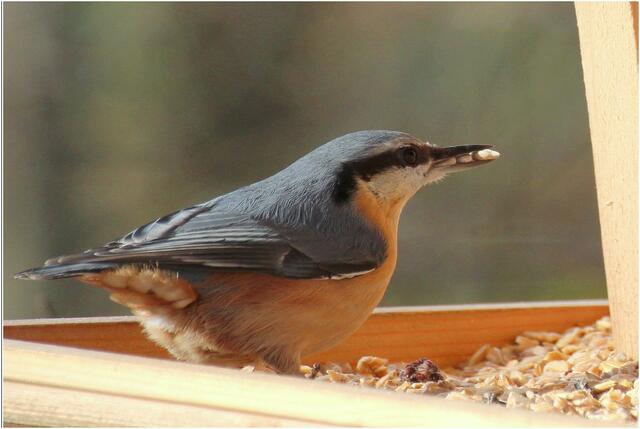 Unsere heimischen Wildvögel, aber auch Eichhörnchen oder Igel, brauchen die Unterstützung von uns Menschen - vor allem im Winter. | Foto: Gertrude Müller