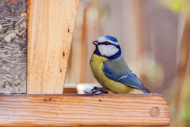 Blaumeise | Foto: Hannah Assil