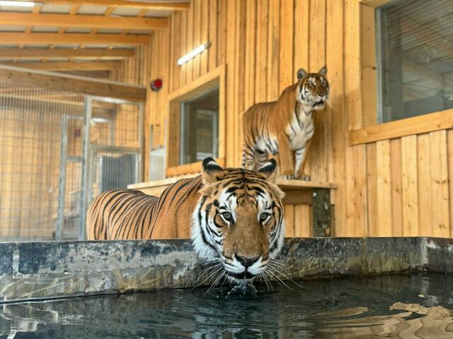 Die Tierretter von Gut Aiderbichl Henndorf kämpften 2024 monatelang für ein neues Zuhause für fünf bengalische Zirkustiger. | Foto: Gut Aiderbichl