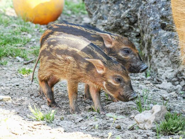 Die Pinselohrschweine im Salzburger Zoo haben im vergangenen April Nachwuchs bekommen. | Foto: Zoo Salzburg/Angelika Köppl