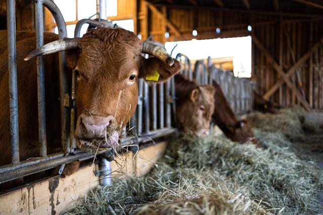 Bei einem Rind im Bezirk Reutte wurde konkreter Tbc-Verdacht festgestellt. | Foto: Symbolbild Adobe Stock