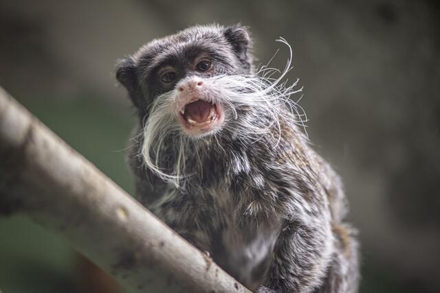 Das Exotenhaus im Wiener Tierschutzverein ist voll. Jetzt braucht es an finanzieller Unterstützung. | Foto: Tierschutz Austria
