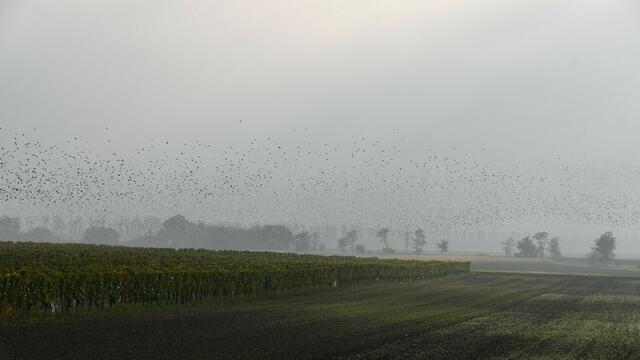 Das Wochenende wird wechselhaft im Burgenland.  | Foto: Hermann Sauer