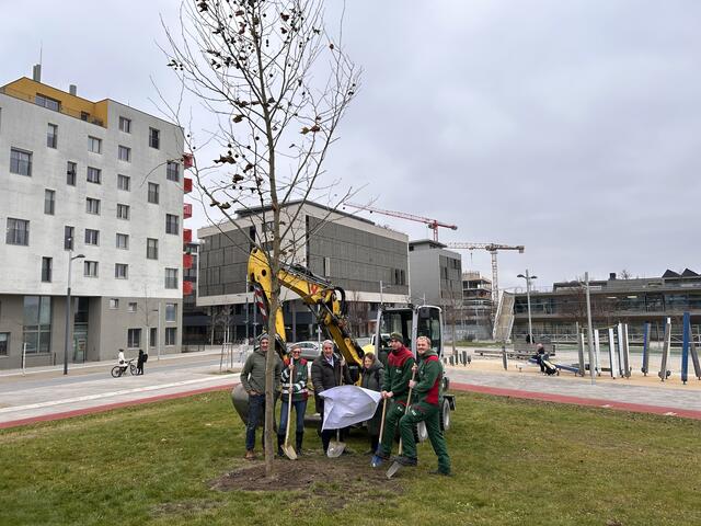 Bei der Begrünung in der Seestadt wird noch nachgebessert. | Foto: BV22