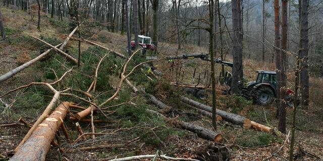 Das Aufarbeiten der vom Sturm umgestürzten Bäume kann beginnen