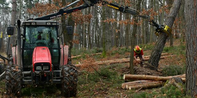 Der halb entwurzelte Baum wird beim Fällen gleich gesichert.