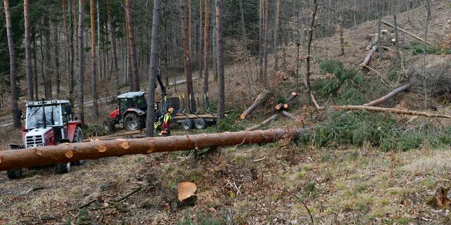 Während des Beladens müssen noch teilweise die Baustämme auf das richtige Maß gekürzt werden.