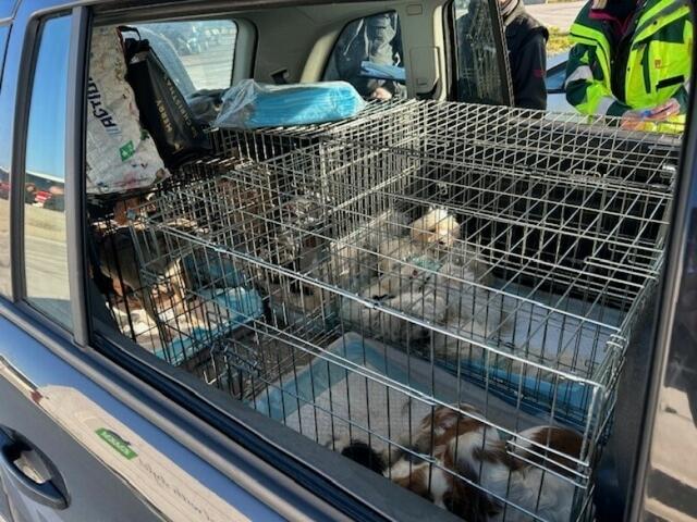 Außerdem wurde ein ungarischer Tiertransport auf der Fahrt nach Deutschland angehalten. | Foto: LPD Burgenland