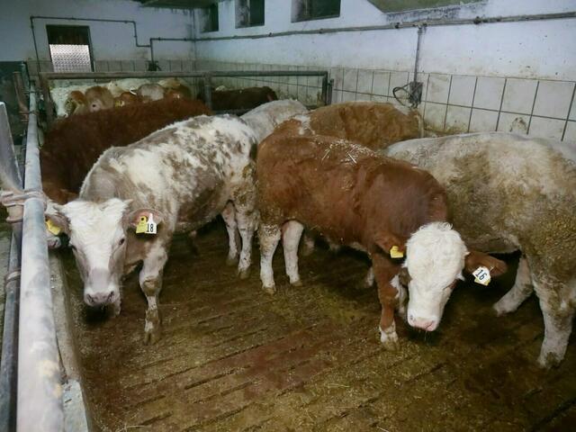 Das Burgenland zog vor den Verfassungsgerichtshof und macht sich stark gegen die Vollspaltenbodenhaltung von Rindern in Österreich. Ein Individualantrag an den VfGH ist nur dann zulässig, wenn das angefochtene Gesetz die rechtlich geschützten Interessen des Antragstellers nicht nur potenziell, sondern aktuell beeinträchtigt.  | Foto: VTG.at