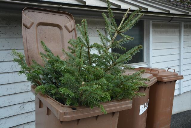 So bitte nicht: Eine Entsorgung des Christbaumes in der Biotonne ist zwar prinzipiell möglich, allerdings erst nach Zerkleinerung (wie bei Gartenabfällen).  | Foto: Veronika Teubl-Lafer